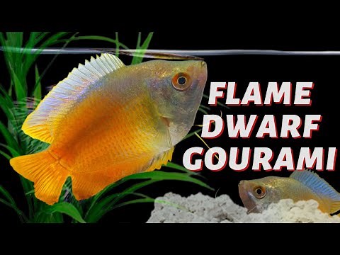 Flame Dwarf Gourami: A Colored Gem in Your Aquarium - (Trichogaster lalius)
