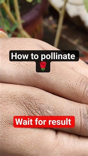 Cross pollination of rose #shorts #pollination #nature