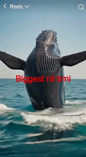 the biggest nil timi #sortvideo #fishing #