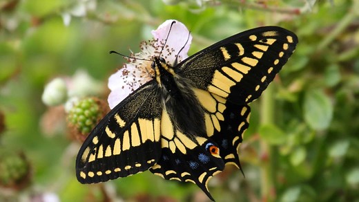 Male vs. Female Butterflies: 8 Key Differences