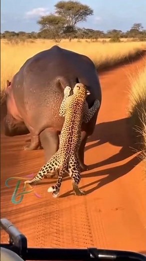 Leopard Bites Hippo’s Tail… Then the Hippo Does THIS!