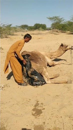 يرفع طفل صغير كيس ماء عالقًا تحت الجمل ويضعه فوقه.#youtubeshorts