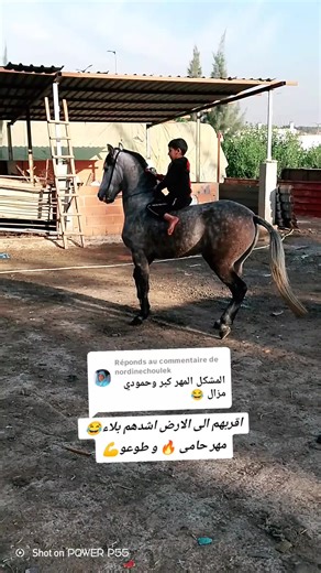 Réponse à @nordinechoulek #الخيل_العربي_الاصيل