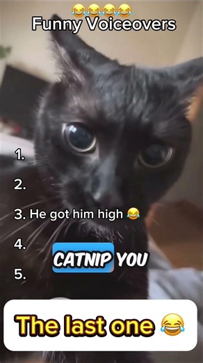 😂 Funny animals speaking with hilarious voiceovers 🐶🐱