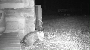 Cold weather poses a very real threat to many of our native species, but opossums have it especially tough. They don’t hibernate. They don’t den in groups to conserve body heat. And they are still somewhat nomadic in the winter, changing den sites frequently. Their furless ears and tails are often lost to frostbite when temperatures drop below freezing. This is so common that our staff always note with excitement when an adult opossum comes into care with full ears and an undamaged tail! Though 