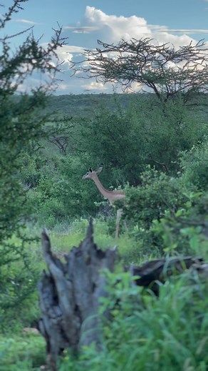 Up North at the Samburu National Reserve are the Special 5 and are a great highlight of the Kenyan Samburu Game Drive Among the 5, spotted are The Gerenuk,The Grevy’s Zebra, Somali Ostrich and the Reticulated GiraffeThese incredible species are unique and different by their patterns that tell them apart from the rest of Kenyan Safaris.#EarteMkte#magicalkenya | MagicalKenya