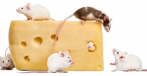 Key protein linked to appetite and obesity in mice