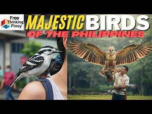 COMPILATION Mga Kakaibang Lawin, Agila at Kuwago ng Pilipinas