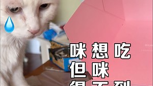 被姜阿姨诓骗的大咪的早饭时间