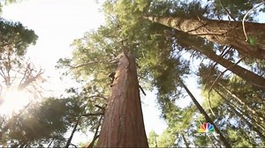 Biologists Climb Massive Sequoia Trees to Gauge Health Amid Drought