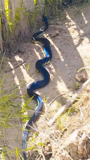 Boelen’s Python — Darkness Woven With Light 🐍