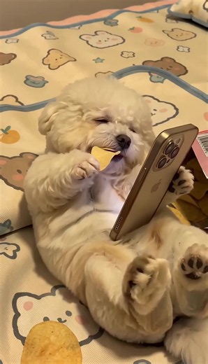 강아지 귀여운 순간 모음 — 추천 영상 (루미포 Lumipaws)