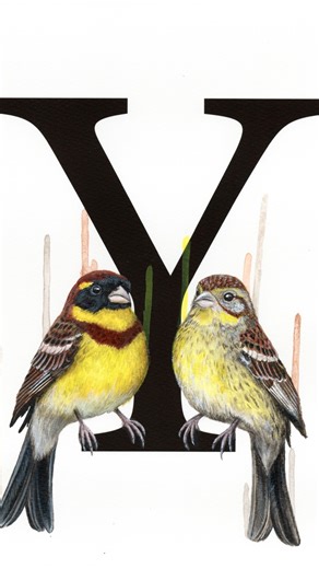 LOUISE MCNAUGHT | This work is part of my Endangered Alphabet series — each letter a reminder that extinction is recent. It’s ongoing. And it’s human-made. Y... | Instagram