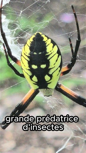 Araignée Argiope