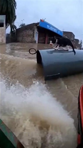“Baby Kitten Trapped on Floating Cylinder During Massive Flood | Real POV Rescue”#foryou page #fyp❤️