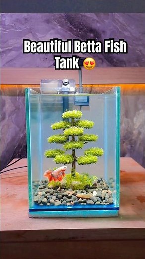 Beautiful Betta Fish Tank 😍 Small Aquarium Setup Idea #bettafish #betta #bettatank #shortsfeed