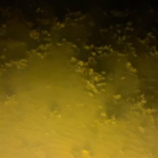 1.6K views · 277 reactions | Let’s go gigging. Bring the bow if you would like to bowfish! #fishing #travel #adventure #gigging #charleston #flounder #boat #lowcountry #beach #bowfishing #vacation #seafood #fresh #local #supportsmallbusiness | Charleston Gigging | Facebook