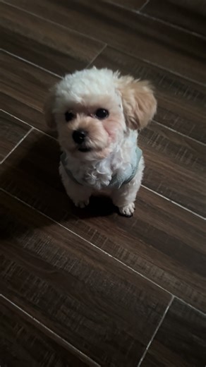 Chó Poodle Teacup Đáng Yêu và Thú Vị Mỗi Sáng