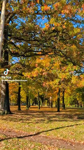 52 reactions | So grateful for The Secondhand Swan for her visit and posting MAW❤️ on Tictok!! Thank you so much!!殺 | Marshall's Antique Warehouse | Facebook