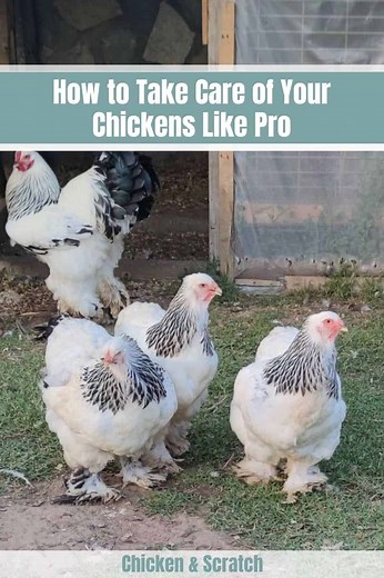 How to Take Care of Your Chickens Like Pro?