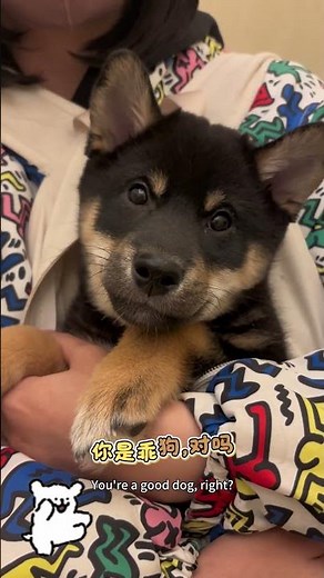 黑柴：小金宝今天出发打疫苗啦 #柴犬 #柴犬のいる暮らし #柴犬宝宝 #旅行 #ペキ柴 #黑柴 #狗狗vlog #狗狗 #狗狗訓練 #毛孩子 #毛孩子的日常 #旅行 #柴犬 #travel