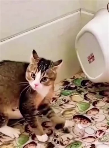 Hilarious Cat Fails That Will Make You Laugh