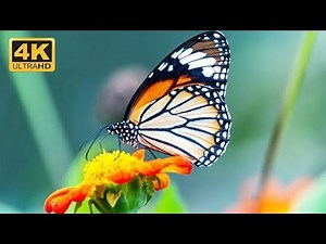 Top 50 Most Beautiful & Colorful Butterfly In The World 4k ULTRA HD