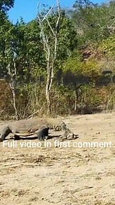 15K views · 153 reactions | Deadly Hunt: Komodo Dragon Launches Vicious Attack on Monkey | Monkey history 2024 | Facebook