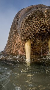 21K views · 730 reactions | #oceanschool. Turn up your volume and...