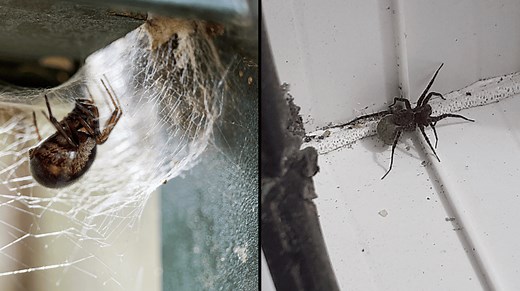Horrifying reality of what happens when you squish a pregnant spider