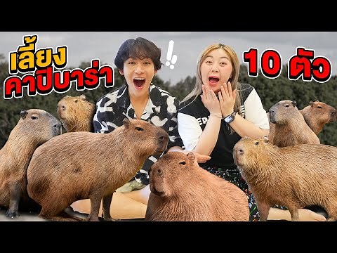 ศึกคู่จิ้น EP.3 เลี้ยงคาปิบาร่า 10 ตัว!! (น้องคาปิบาร่าดื้อมาก)