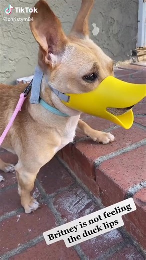 Silicone Duck Muzzle for Dogs: Stop Barking & Biting