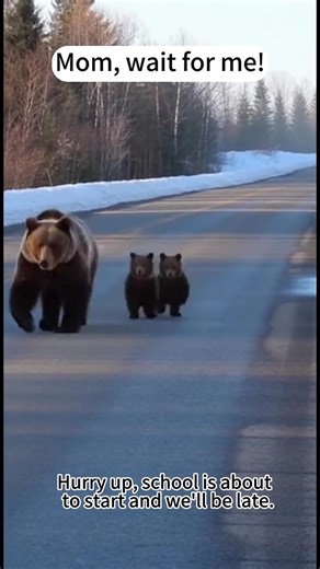 Life with Bear Cubs: A Mama Bear's Journey