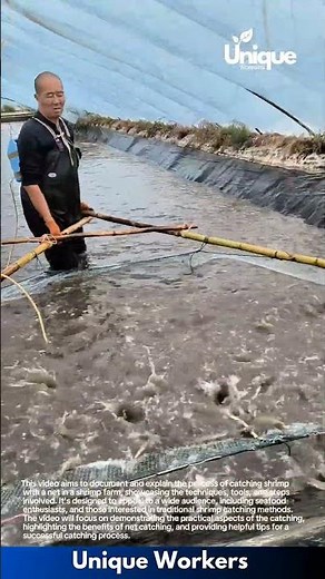 Shrimp harvest: man catching shrimp with a net in a farm