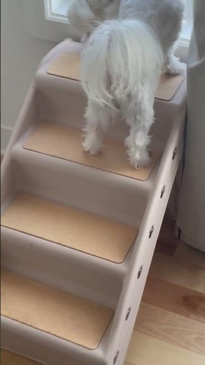 Portable Dog Stairs for Easy Bed Access 🐶 | Perfect for Small & Senior Pets!