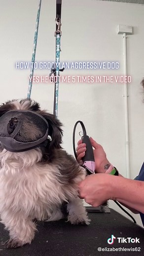 Grooming Tips for Aggressive Dogs: Techniques and Safety Measures