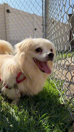 18K views · 306 reactions | Say hello to Jordan! He’s one of several dogs at Dakin who are waiting to meet you and start their next chapter in life. We’re open today from 12:30 - 3:00 at 171 Union St, Springfield! | Dakin Humane Society | Facebook