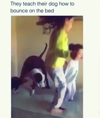 Training Your Maltese to Bounce on the Bed