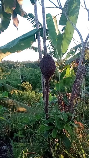 Robos de gallinas en San Juan: cómo prevenir pérdidas en la granja