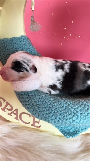 Video's van Milos dogs (@milos.dogs) met Cinnamon Girl - Lana Del Rey