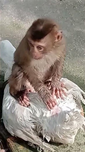 lovely animals 44