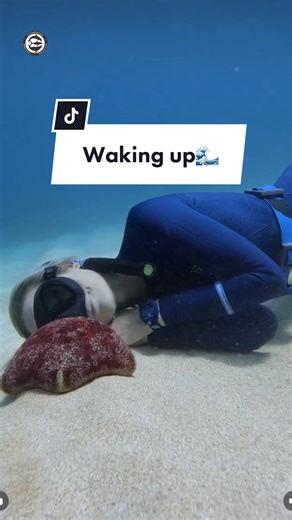 Underwater version of I Woke Up Like This 🐙🌊 Freediving, stretching, and yoga can do wonders for your health and wellbeing. I like to combo the three whenever possible.🌟💙🦈 Come join us at home for a shark tour @OneOceanDiving in Haleiwa, Hawaii.🚤 🎥: @juansharks #wokeuplikedis #yonce #pincushion #seastar #starfish #pillow #relax #underwatertiktok #yoga #diving #grateful #tigersharks #sharkid_jill