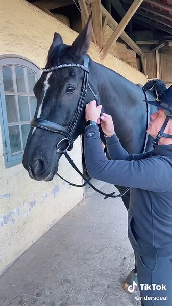Reiten lernen: Mein erstes Mal im Stall mit Jasper