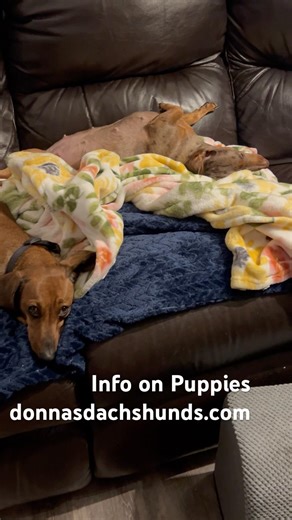Breeding dachshunds with love