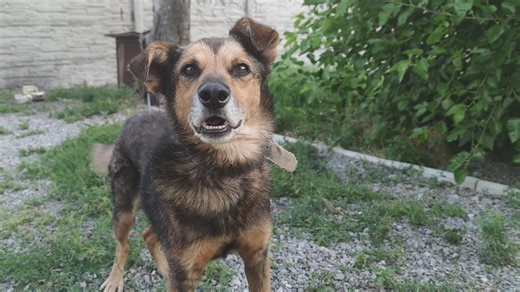 Small dog barking and wagging its tail in excitement - Free Stock Video