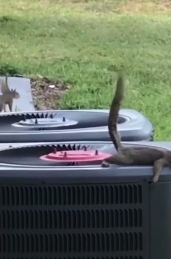 Squirrel poops on other squirrels head