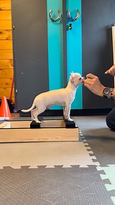 Just a bit of work on the stacking blocks. Love how he’s looking! First show is February 27th and it can’t come fast enough! #showdog #dog #puppy #dogtraining #stackingbox #chihuahua #babypuppy #purebreddogs #wellbreddogs | Reflection Kennels