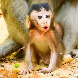 Pitifully poorly baby Really C-rying By Angry Milk Very Cos Daddy Aron B-locked His Milk | Cute monkey family