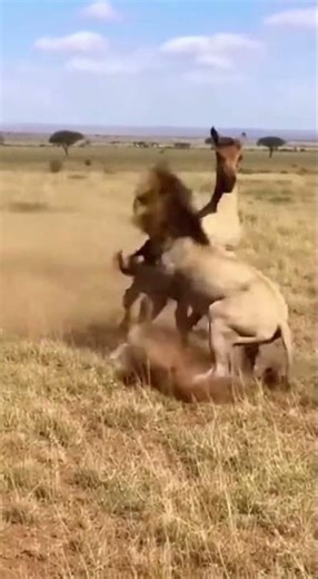 Violent Kick From Horse Stops Lion From Killing Pony