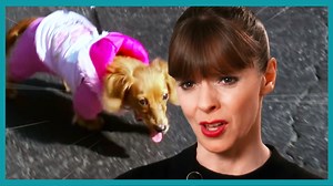 340K views · 2.2K reactions | These owners keep dressing up their...